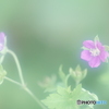 「ゲンノショウコ-Ⅱ」