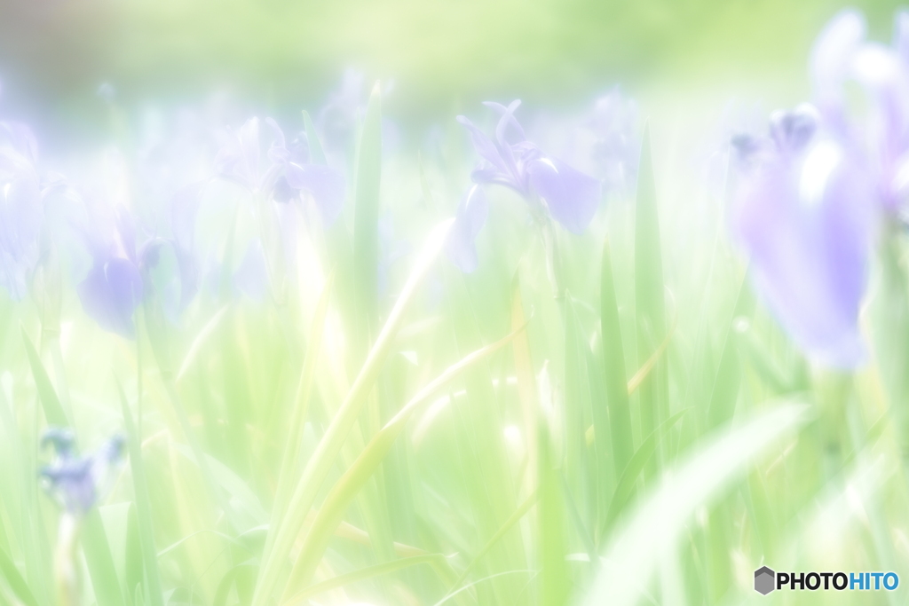 「Water iris」