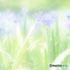 「Water iris」