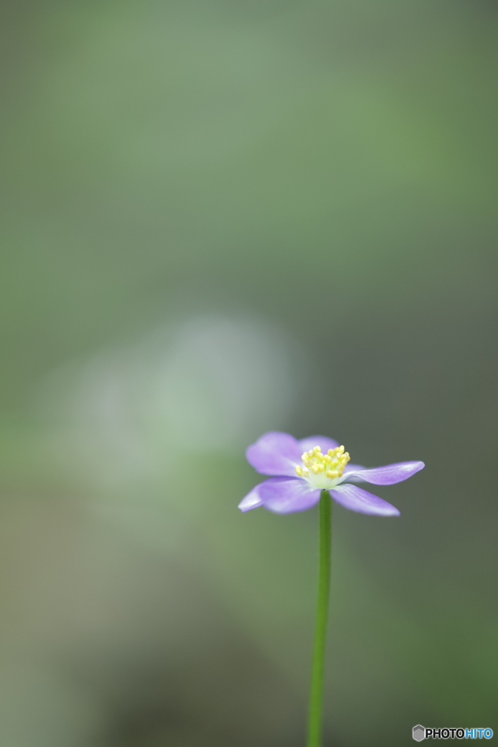 「Anemone obtusiloba」