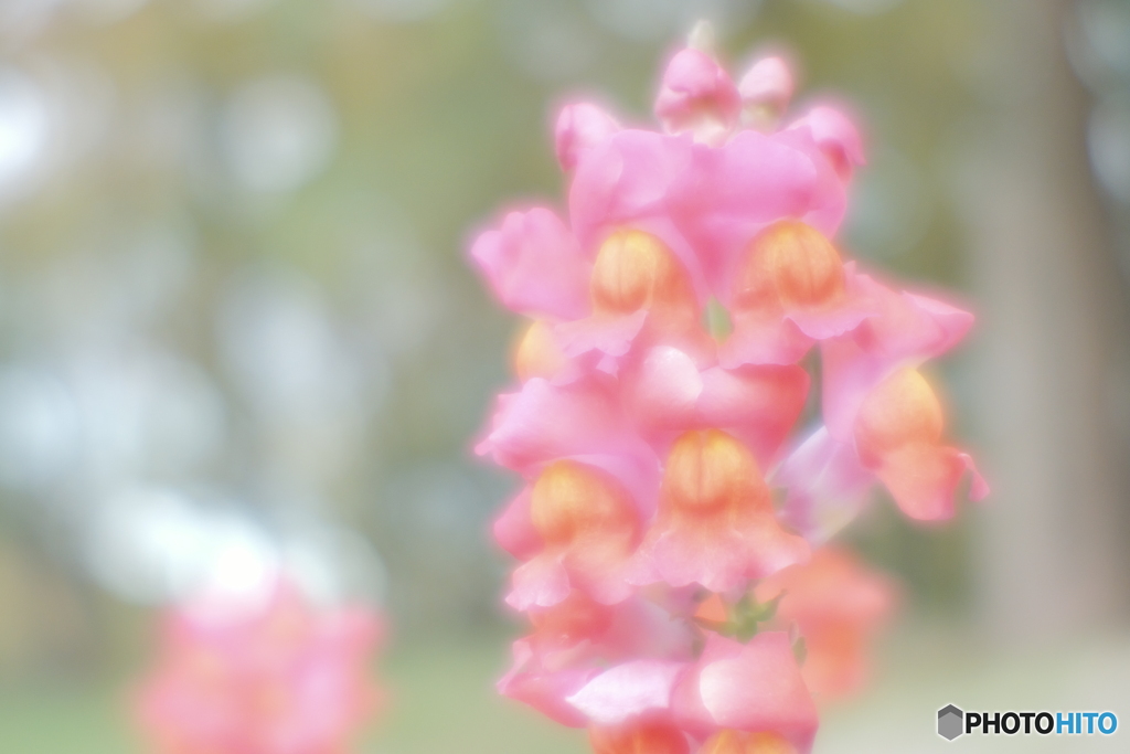 「Kodak ベス単」