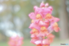 「Kodak ベス単」