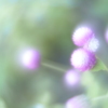 「憧れに近づいた日」