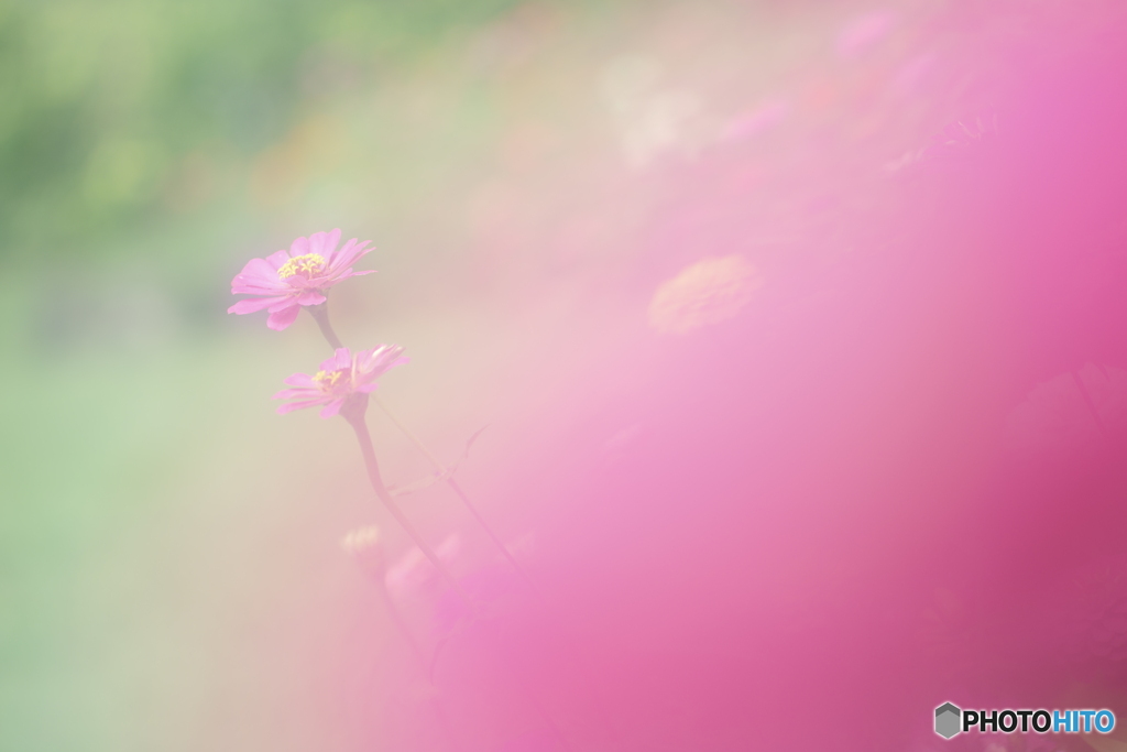 「花のように 花のように」