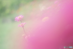 「花のように 花のように」