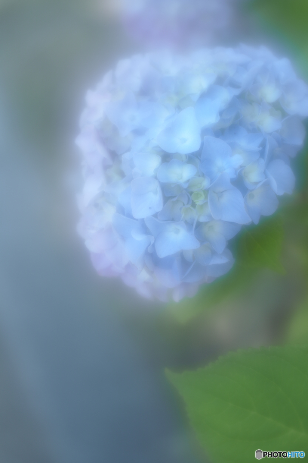 「滲透花」