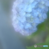 「滲透花」