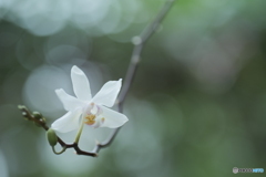 「Phalaenopsis」