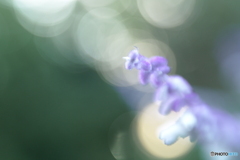 「Salvia leucantha」