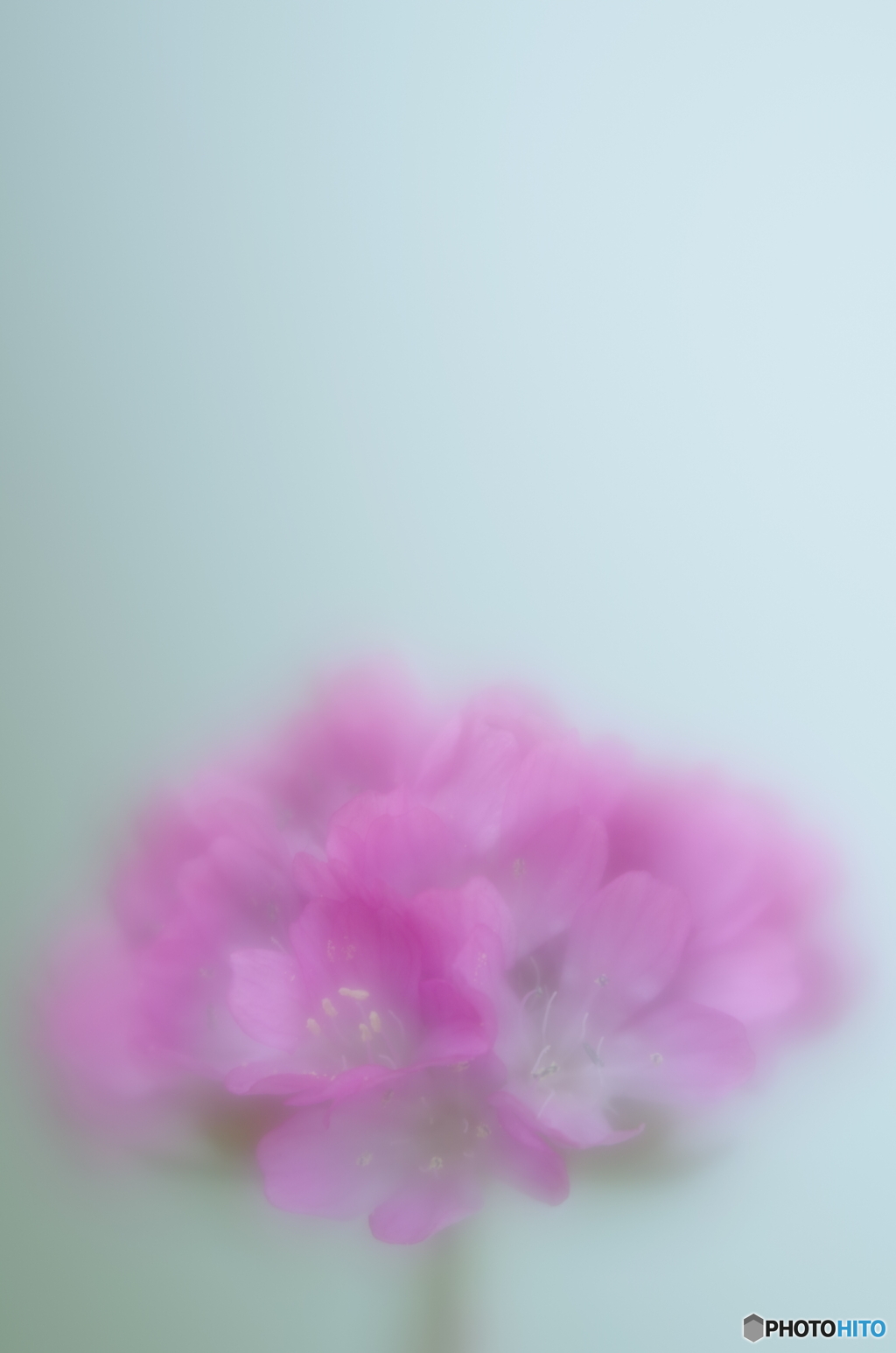 「浜簪」