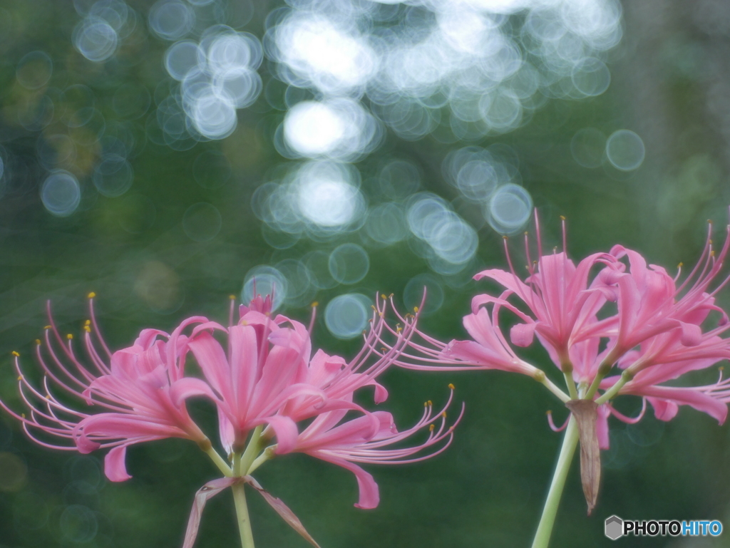 「Lycoris」