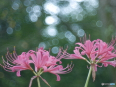 「Lycoris」