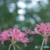 「Lycoris」