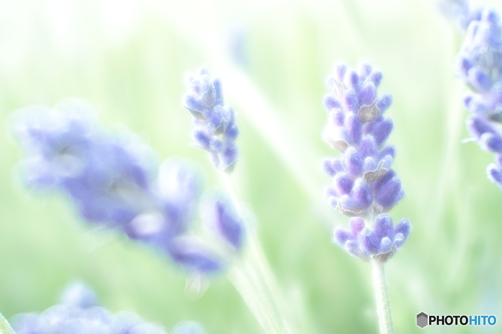 「English lavender」