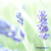 「English lavender」