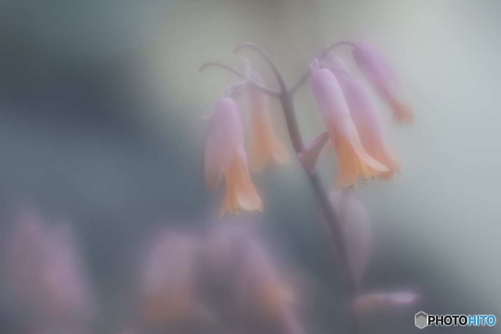 「胡蝶の舞」