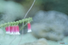 「エパクリス・ロンギフローラ」