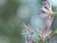 「油点草」