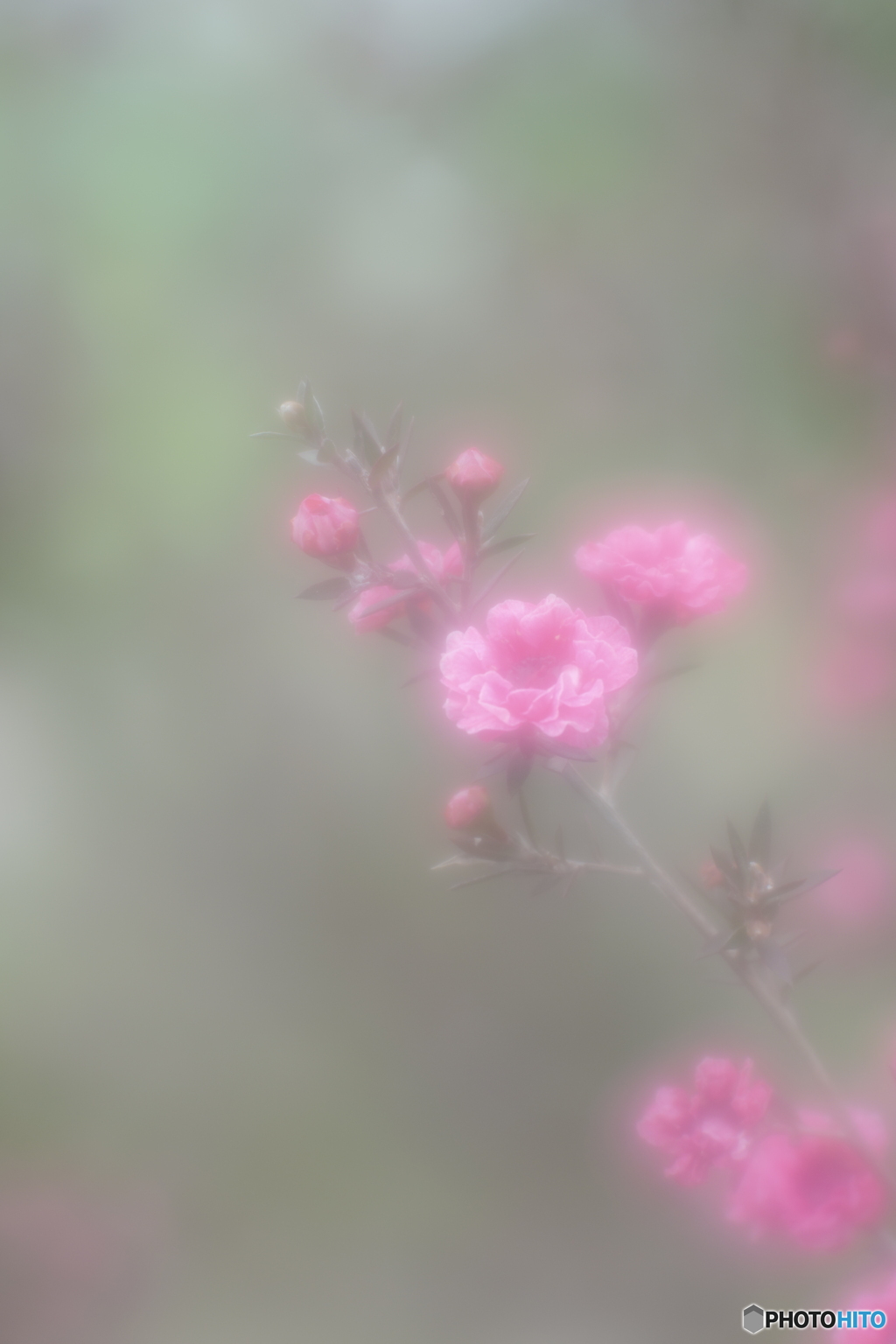 「Manuka」