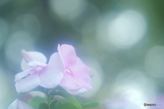 「Madagascar periwinkle」