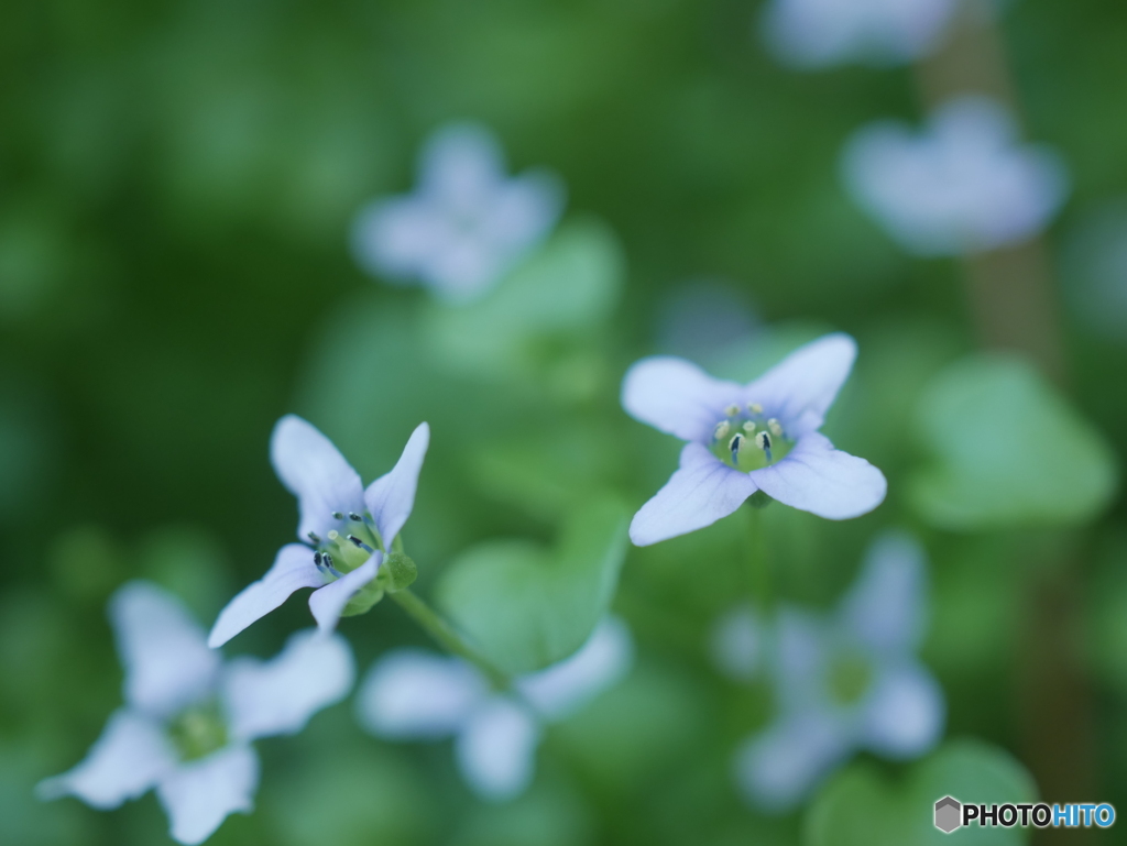 「姫紫花菜」