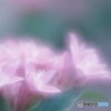 「Pentas lanceolata」