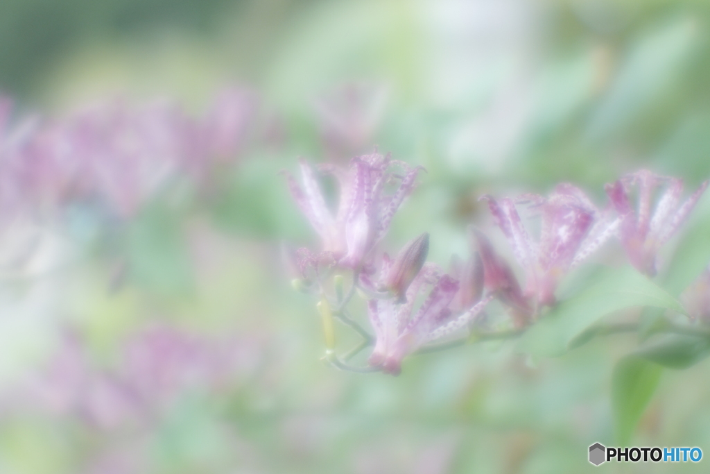 「霧中ホトトギス」