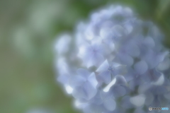 「手毬花」