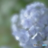 「手毬花」