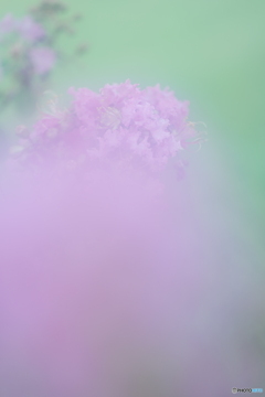 「控えめな百日紅」