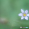 「Niwazekky」