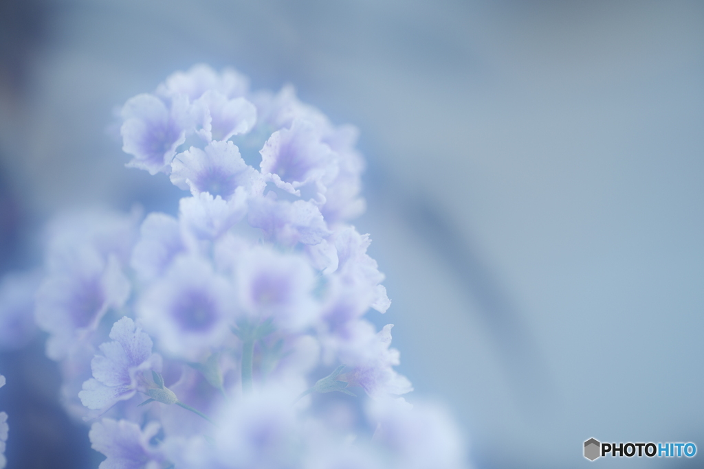 「プリムラ・マラコイデス」