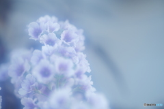 「プリムラ・マラコイデス」