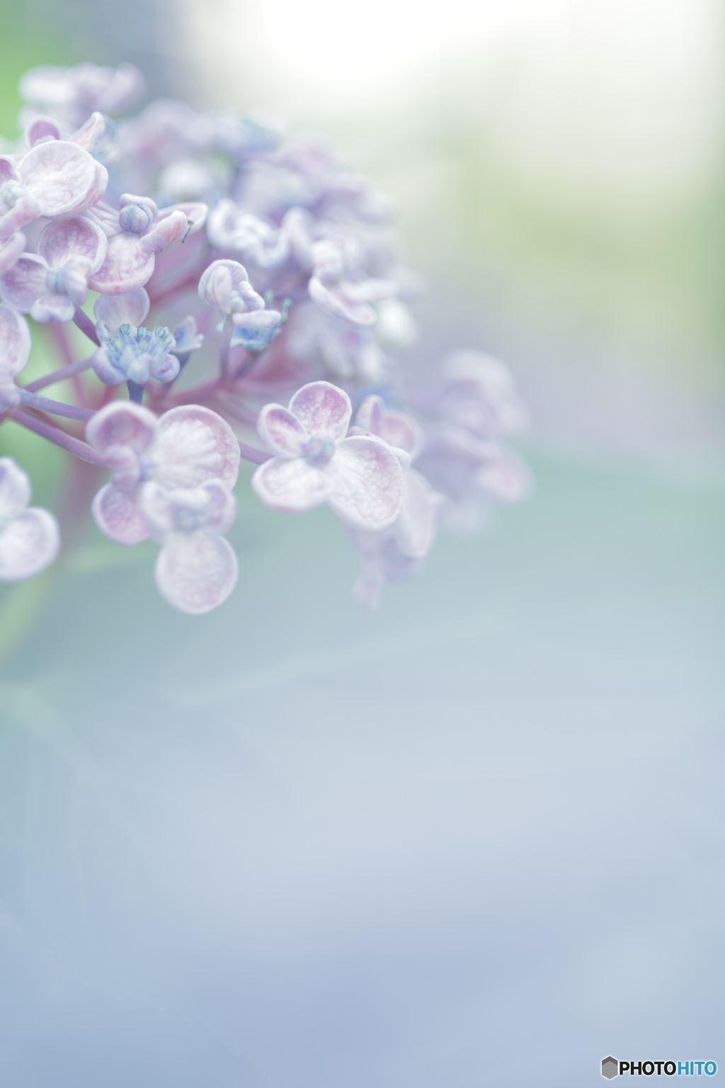 「六月の花」