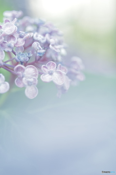 「六月の花」
