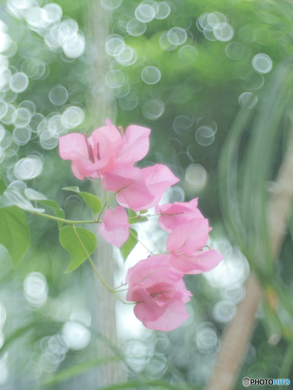 「Bougainvillea」