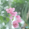 「Bougainvillea」