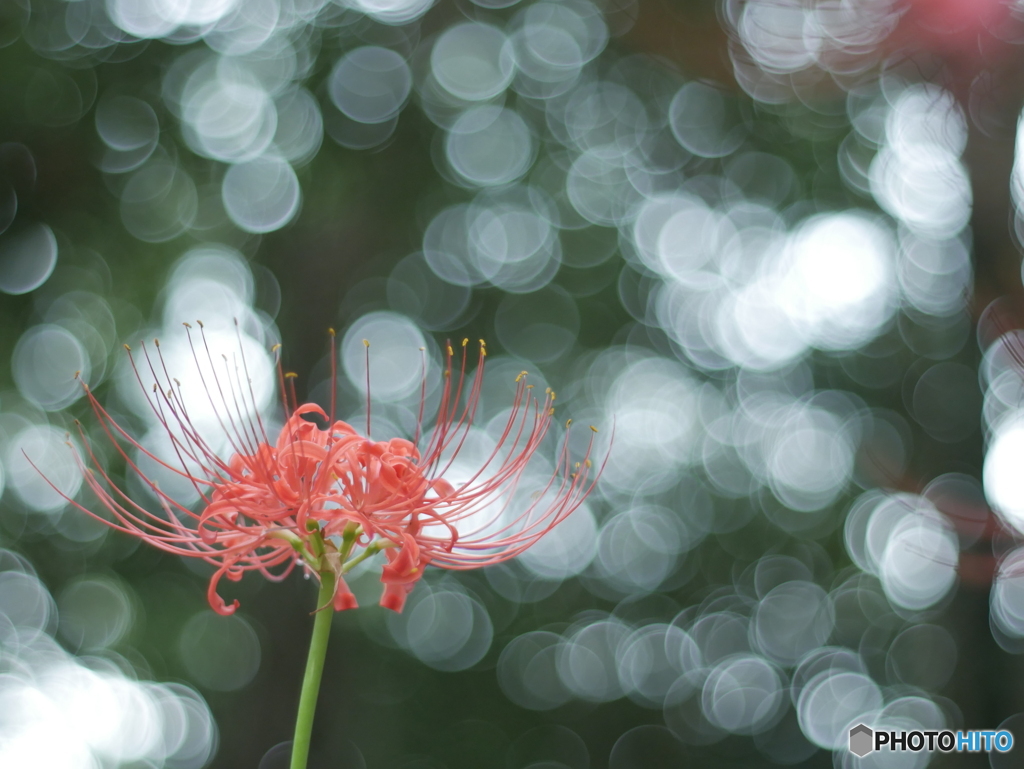 「Bubble Dance」