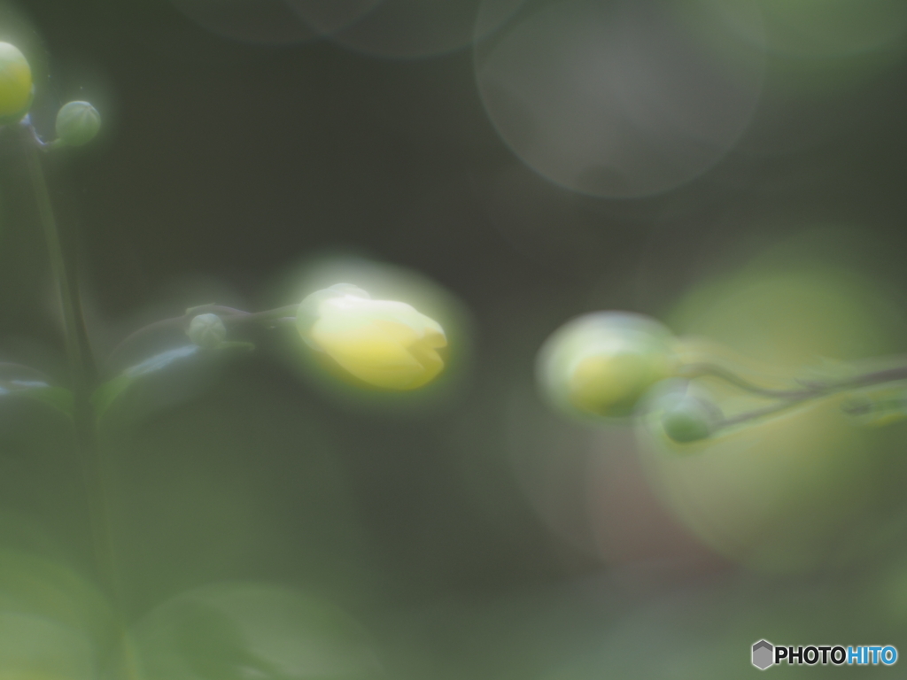 「天涯の花 2023」