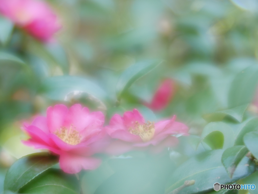 「camellia japonica」