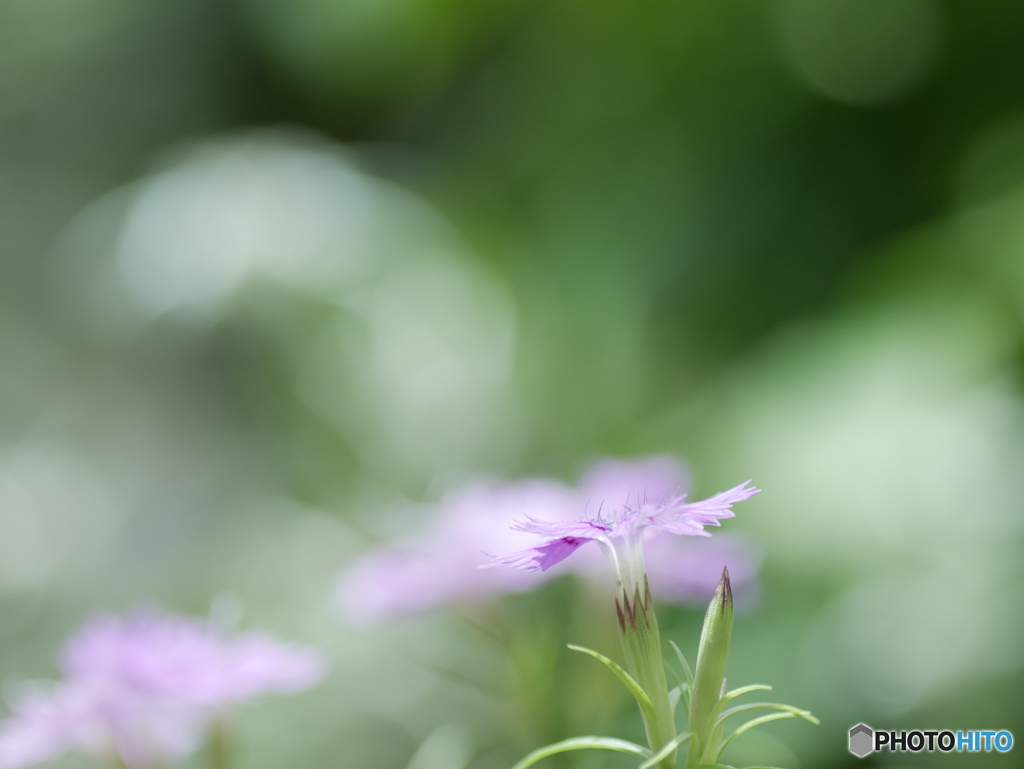 「Dianthus superbus」