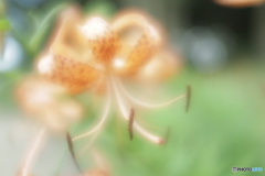 「小鬼百合」