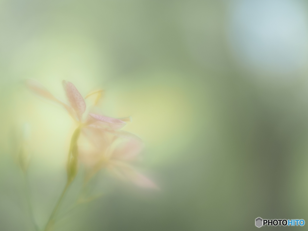 「Leopard flower」