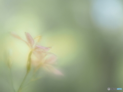 「Leopard flower」