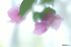 「Bougainvillea」