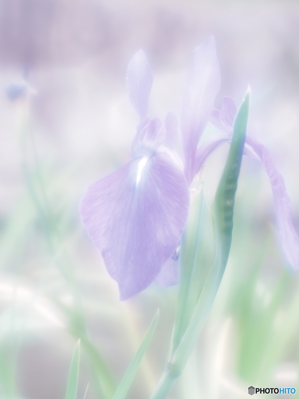 「Rabbitear iris」