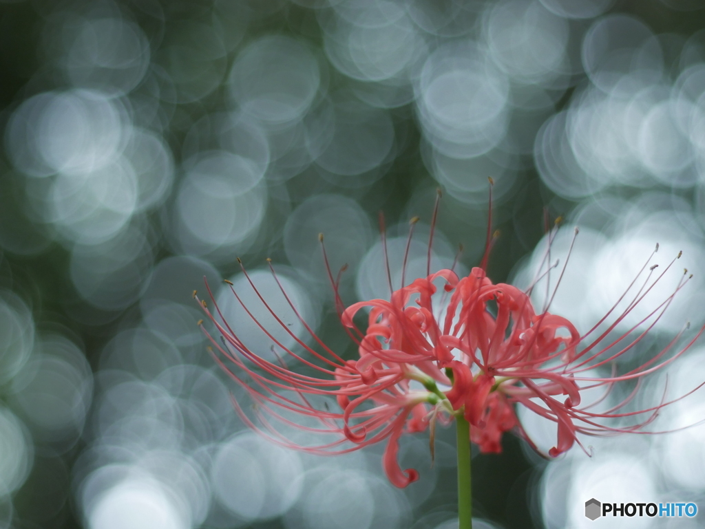 「長月の花」