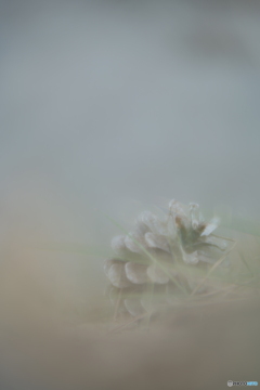 「球果」 「球果」