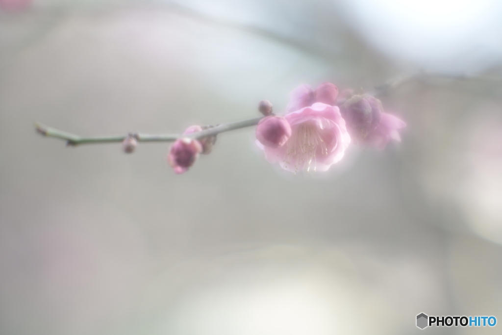 「高潔」