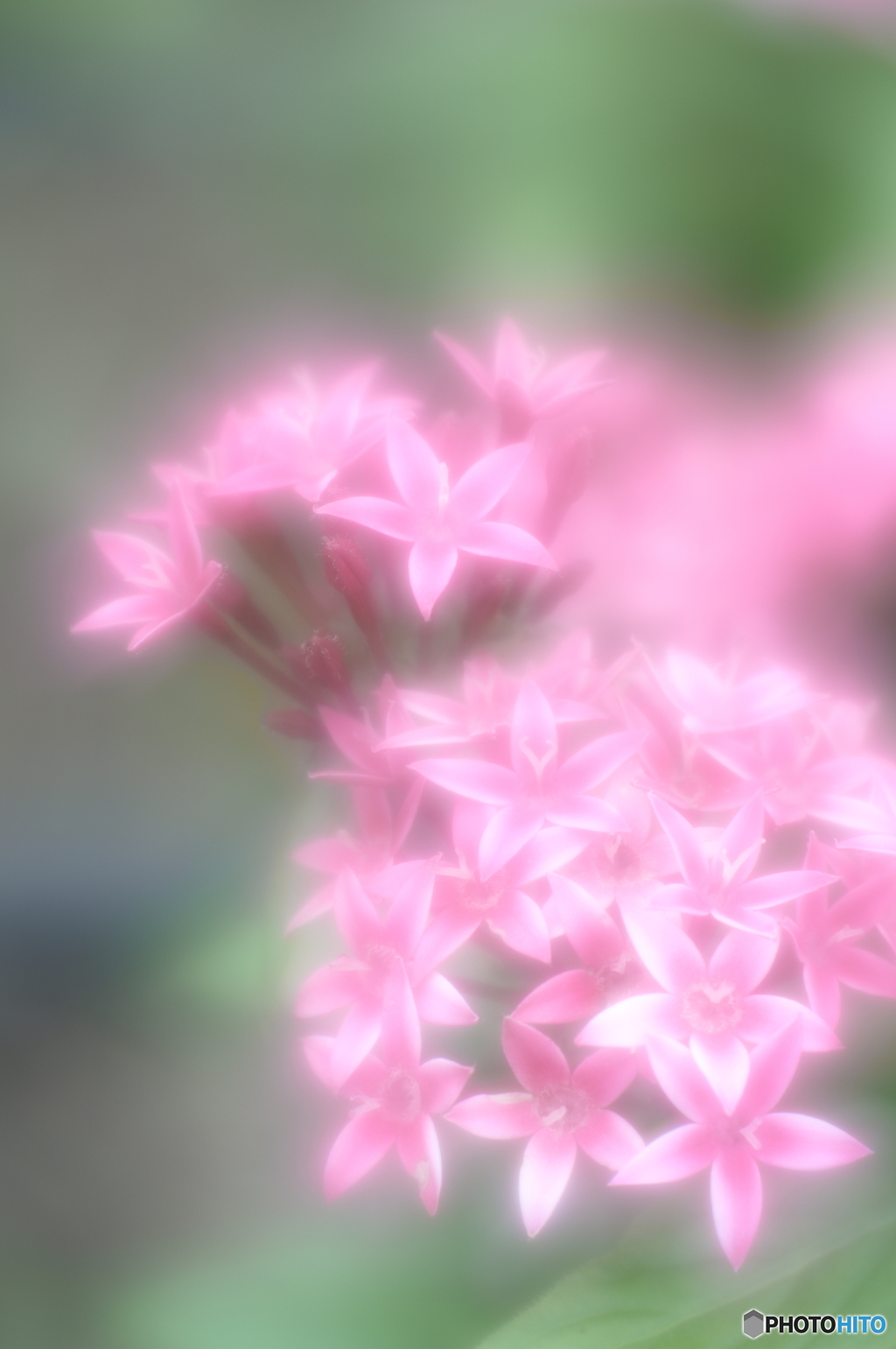 「願い事」